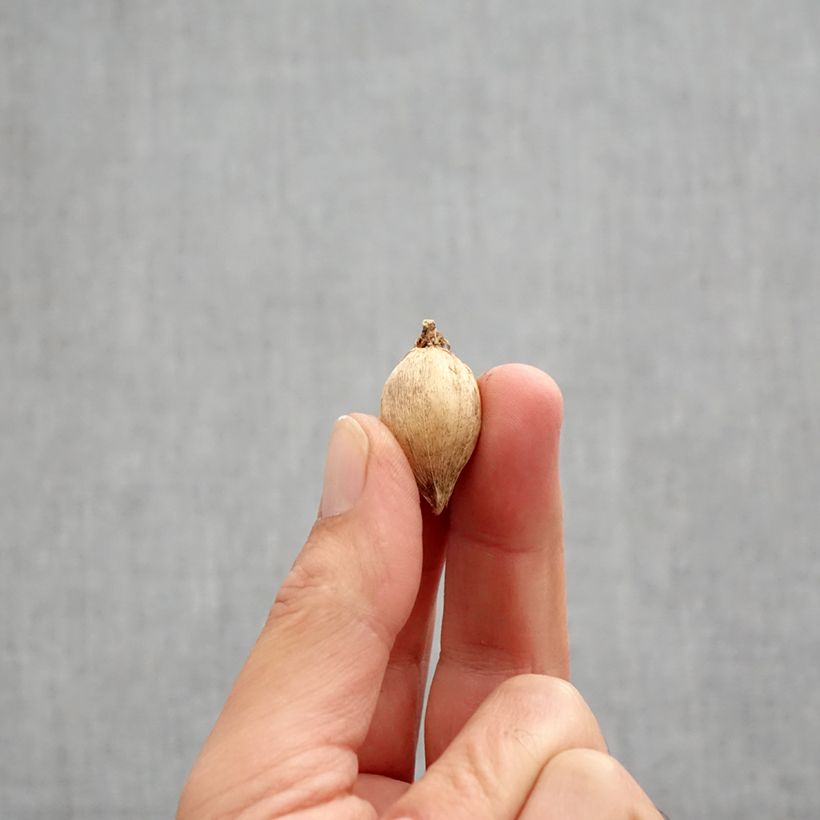 Iris reticulata Polar Ice Bulb size 5+ sample as delivered in autumn