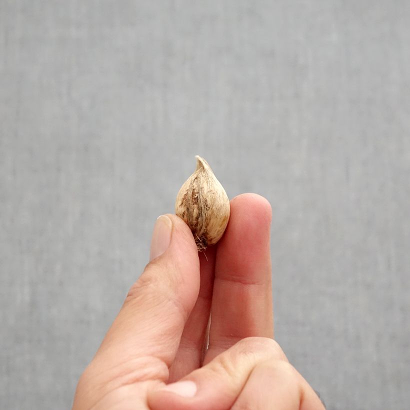 Iris reticulata Scent Sational Bulb size 5+ sample as delivered in autumn