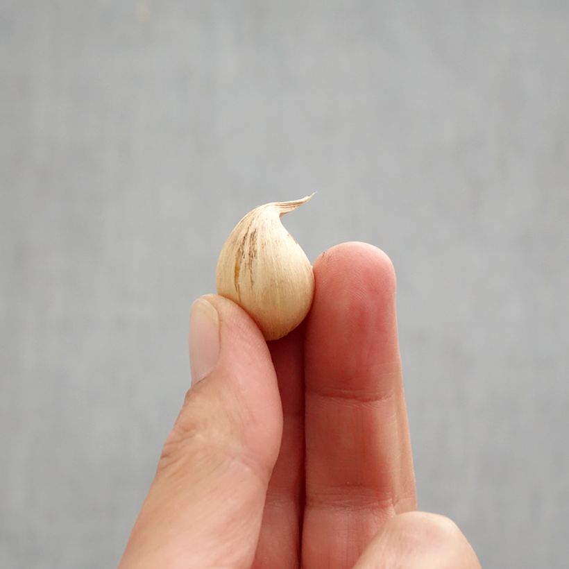 Iris reticulata Sheila Ann Germaney Bulb size 6+ sample as delivered in autumn