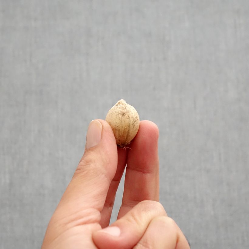 Iris reticulata Splish Splash Bulb size 5+ sample as delivered in autumn