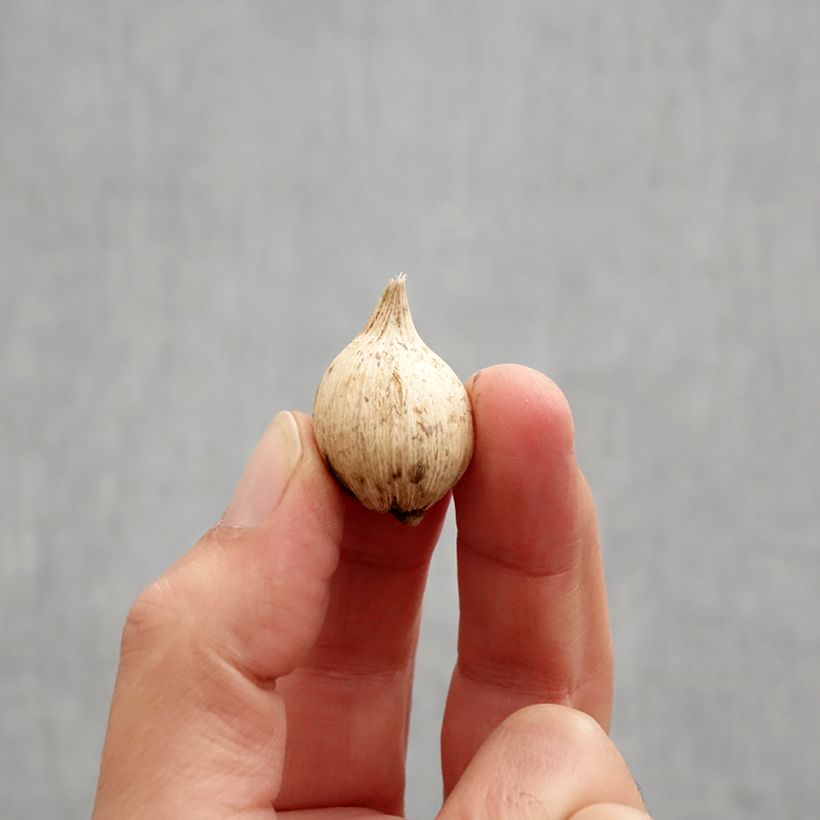 Iris reticulata Spot On - Netted iris Bulb size 5+ sample as delivered in autumn