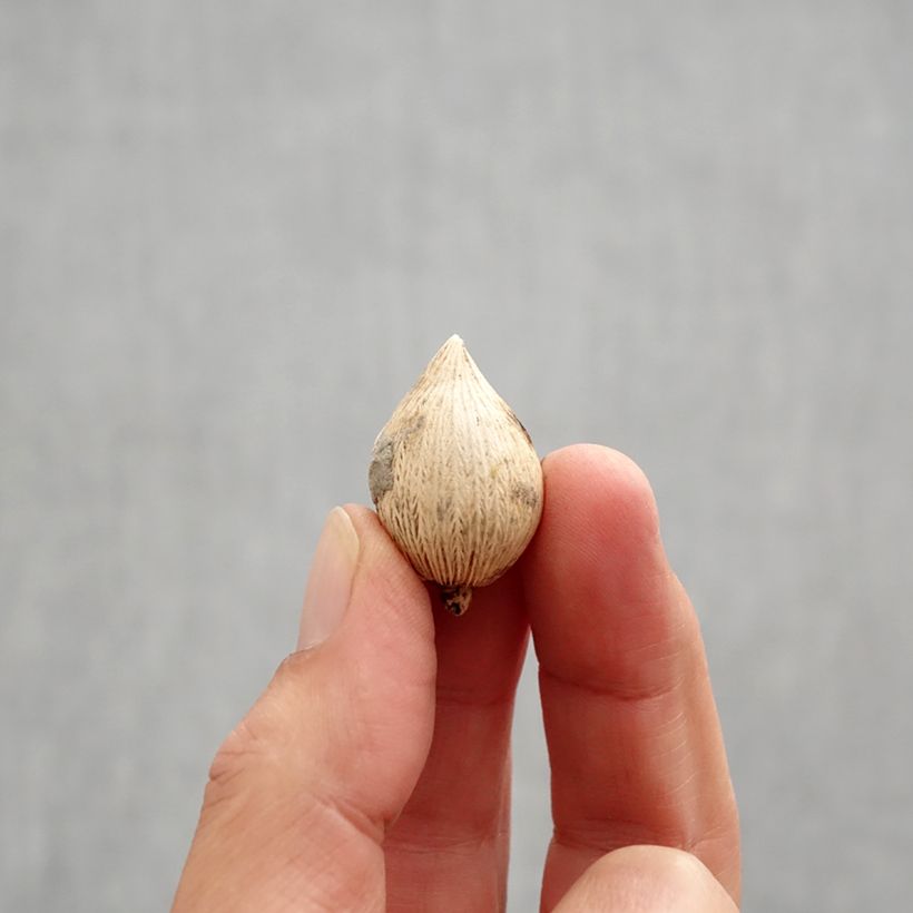 Iris reticulata Sunshine Bulb size 5+ sample as delivered in autumn