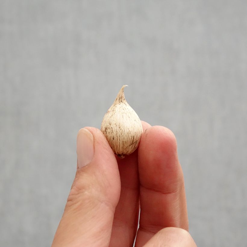 Iris reticulata White Caucasus - Netted iris Bulb size 5+ sample as delivered in autumn