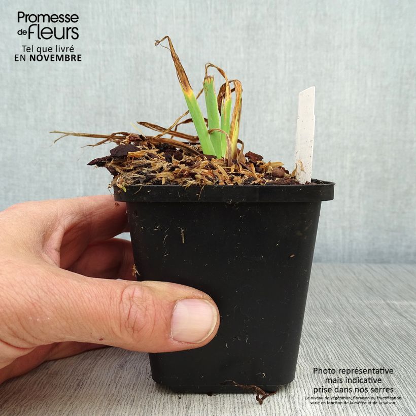 Iris setosa 8/9 cm pot sample as delivered in autumn