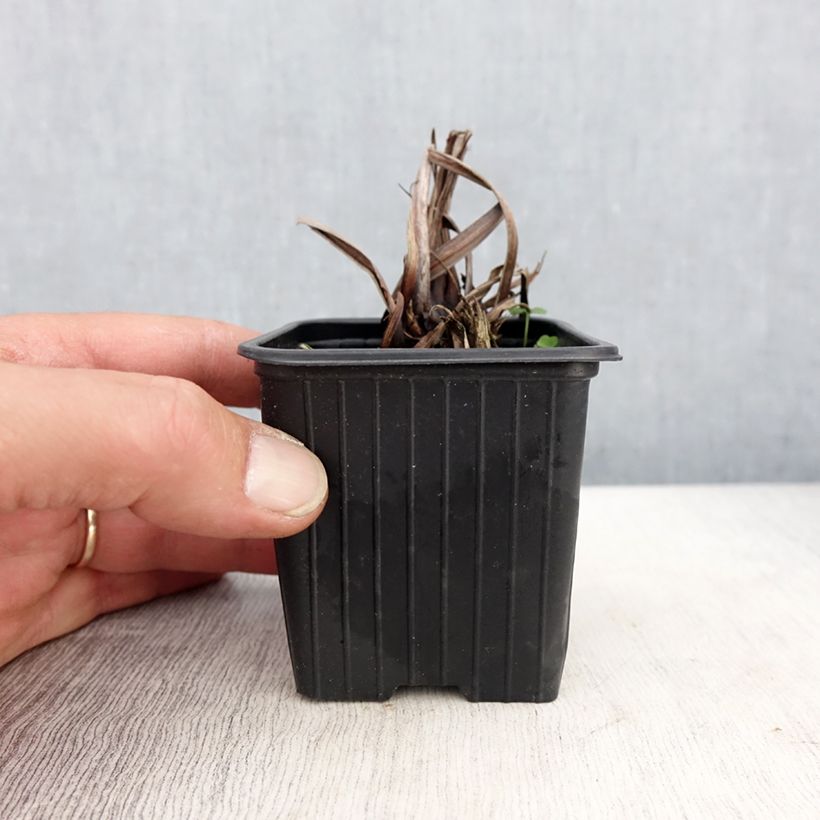 Iris sibirica Chartreuse Bounty - Siberian Iris 8/9 cm pot sample as delivered in spring