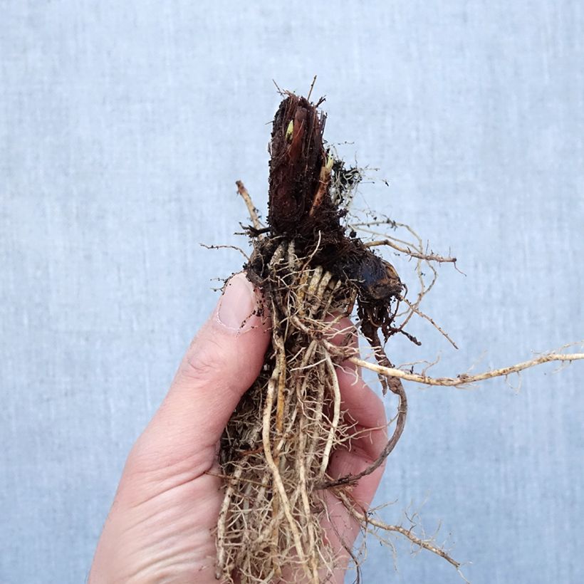 Iris sibirica Colonel Mustard - Siberian Iris Bare root sample as delivered in winter