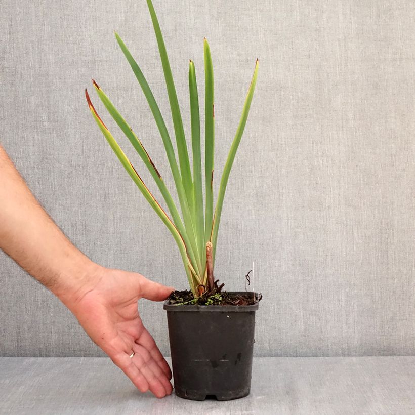 Iris sibirica Concord Crush - Siberian Iris 1.5L/2L pot sample as delivered in summer