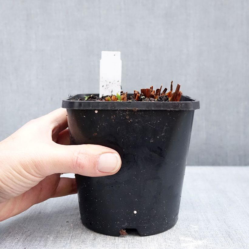 Iris sibirica Concord Crush - Siberian Iris 1.5L/2L pot sample as delivered in winter