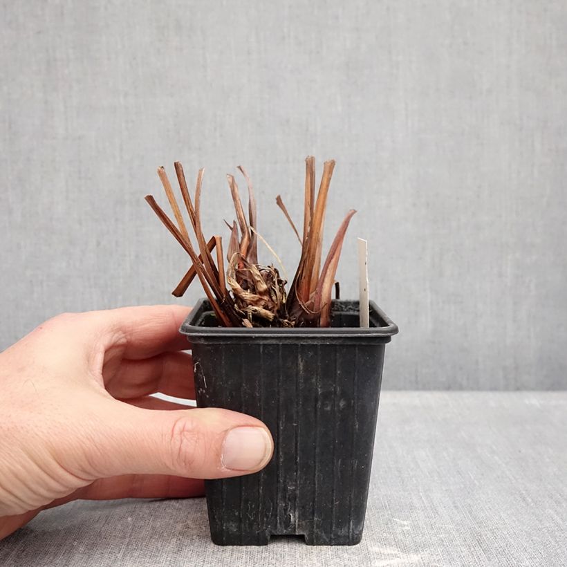 Iris sibirica Dance Ballerina Dance - Siberian Iris 8/9 cm pot sample as delivered in winter