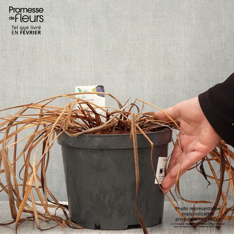 Iris sibirica Frans Gold - Siberian Iris 2L/3L pot sample as delivered in winter