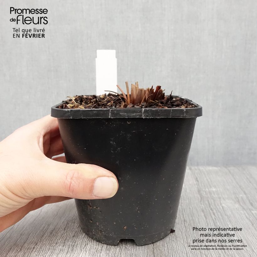 Iris sibirica Imperial Opal - Siberian Iris 1.5L/2L pot sample as delivered in winter