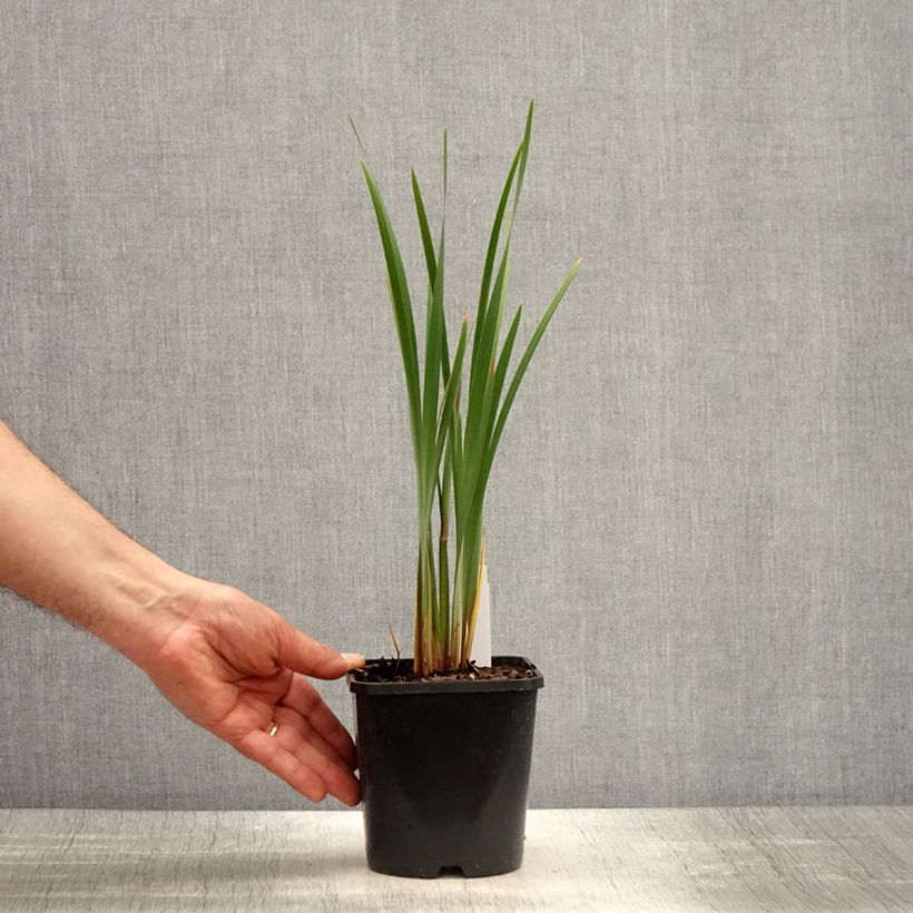 Iris sibirica Imperial Opal - Siberian Iris 1.5L/2L pot sample as delivered in spring