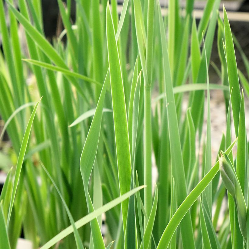 Iris sibirica Persimmon - Siberian Iris (Foliage)