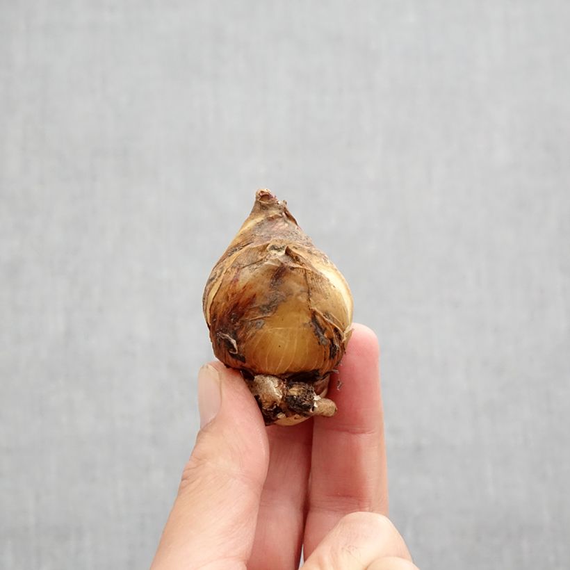 Iris unguicularis - Algeria Iris Bulb size I sample as delivered in autumn