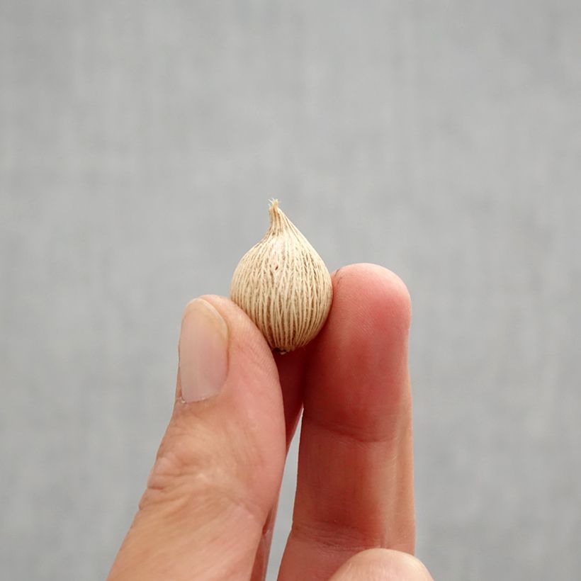 Iris winogradowii  Bulb size 5+ sample as delivered in autumn