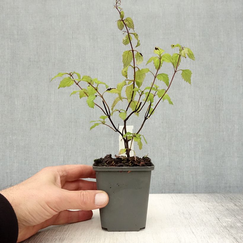 Isodon effusus 8/9 cm pot sample as delivered in autumn