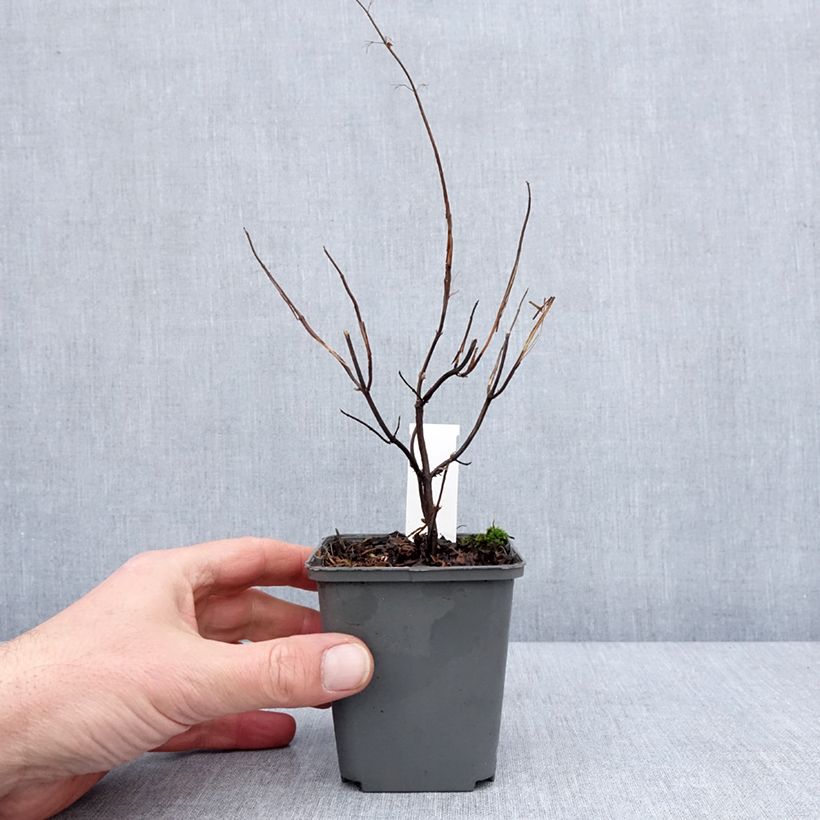 Isodon effusus 8/9 cm pot sample as delivered in winter