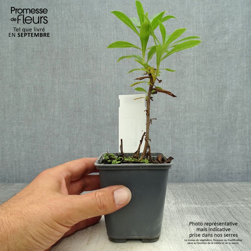 Isoplexis x isabelliana Bella 8/9 cm pot sample as delivered in autumn