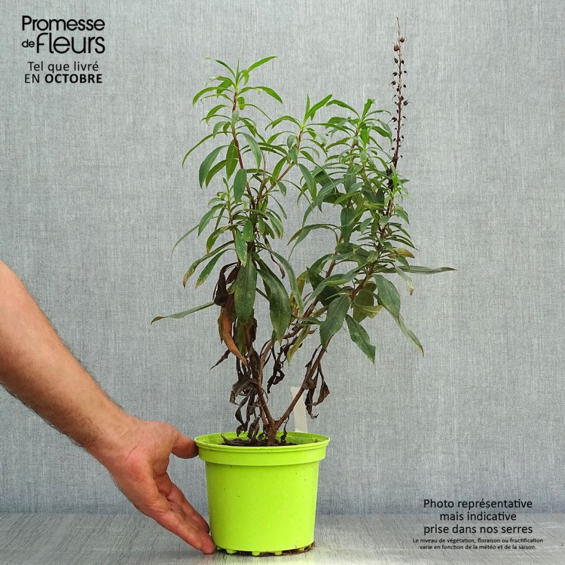 Isoplexis x isabelliana Bella 2L/3L pot sample as delivered in autumn