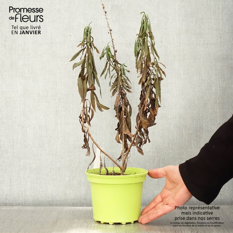 Isoplexis x isabelliana Bella 2L/3L pot sample as delivered in winter