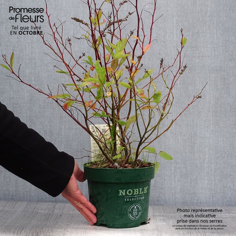 Itea virginica Little Henry 3L/4L pot sample as delivered in autumn