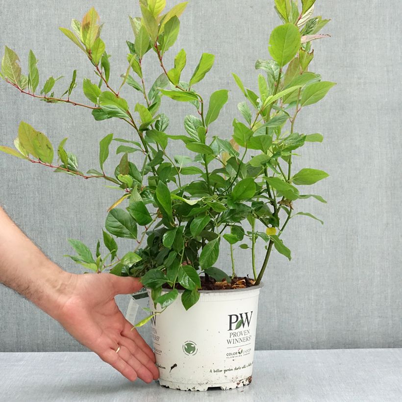 Itea virginica Scentlandia 4L/5L pot sample as delivered in summer