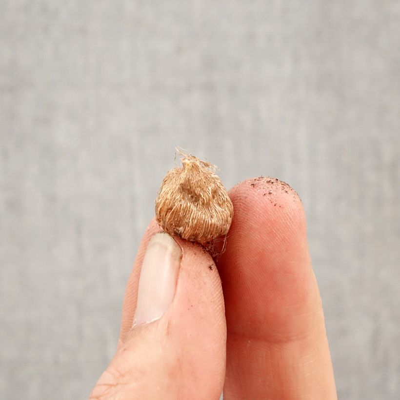 Ixia Hogarth - Corn Lily Bulb size 5+ sample as delivered in spring