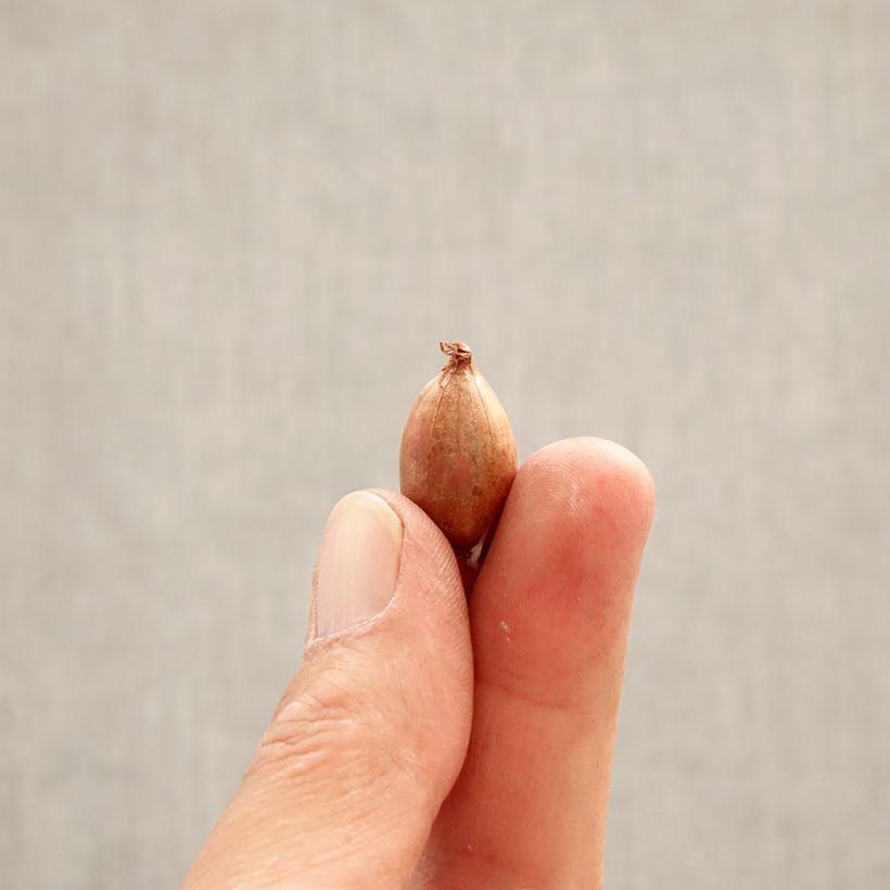 Ixiolirion tataricum  Bulb size 4+ sample as delivered in spring