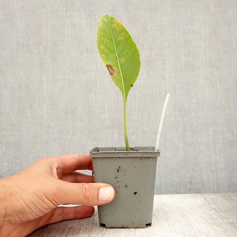 Jaborosa integrifolia 8/9 cm pot sample as delivered in summer