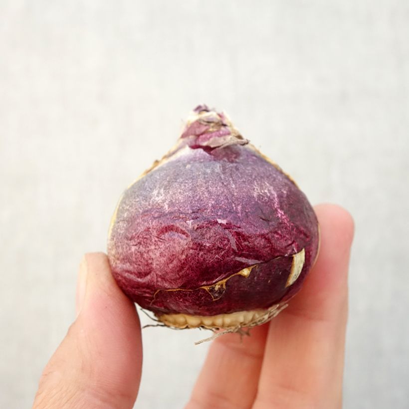 Hyacinthus x orientalis Atlantic Bulb size 18/19 sample as delivered in autumn