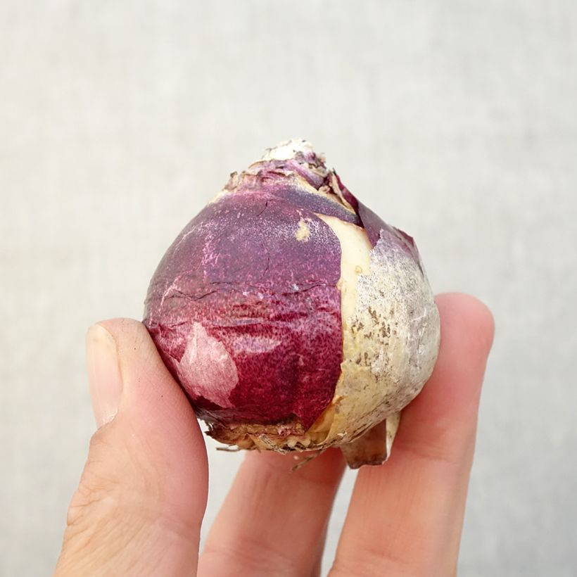 Hyacinthus x orientalis China Pink Bulb size 18+ sample as delivered in autumn