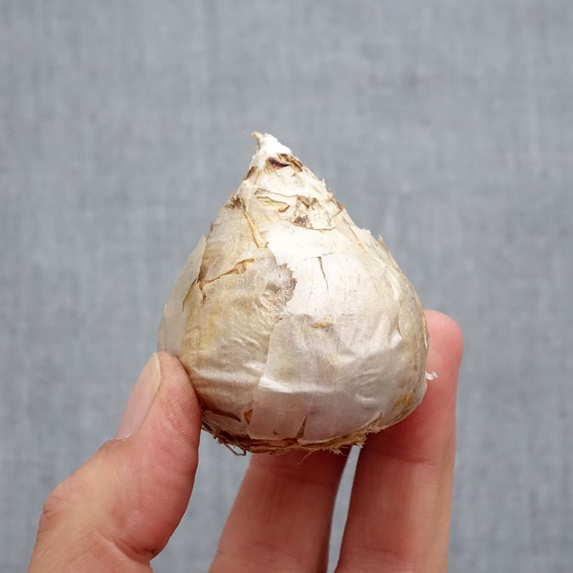 Hyacinthus x orientalis City of Harleem Bulb size 17+ sample as delivered in autumn