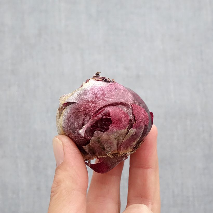 Hyacinthus x orientalis Delft Blue Bulb size 19+ sample as delivered in autumn