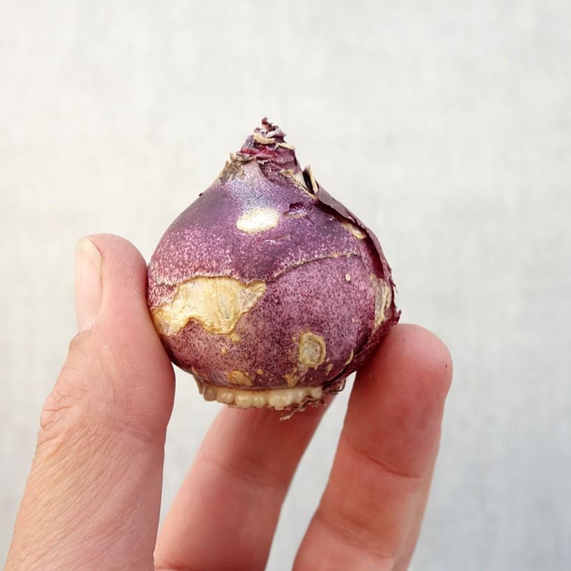 Hyacinthus x orientalis Crystal Palace Bulb size 14/15 sample as delivered in autumn