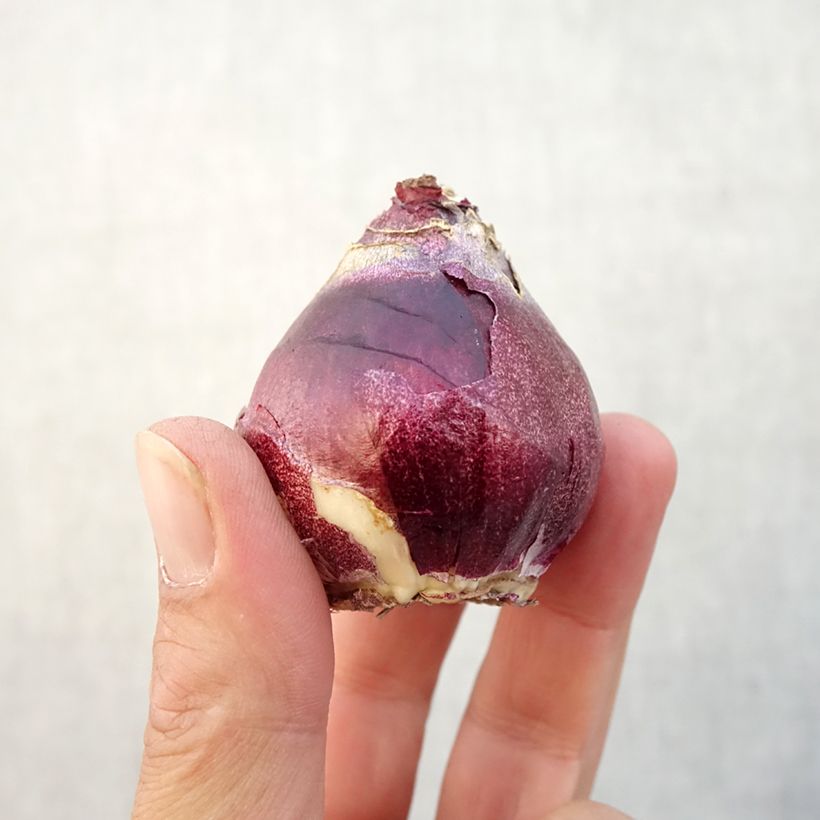Hyacinthus x orientalis General Kohler Bulb size 15/16 sample as delivered in autumn