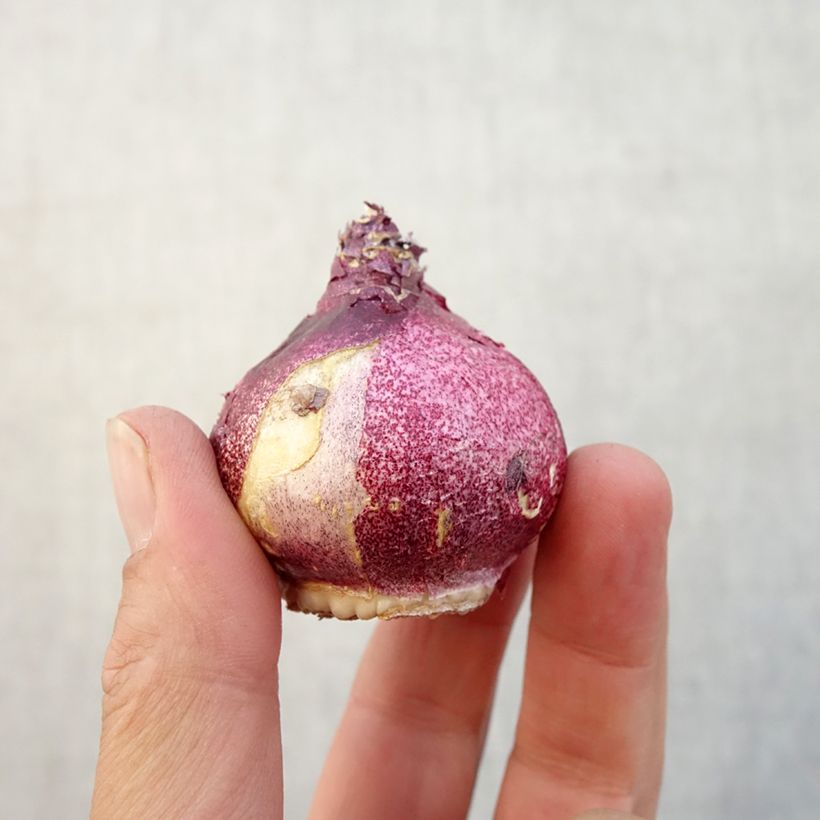 Hyacinthus x orientalis Hollyhock Bulb size 15+ sample as delivered in autumn