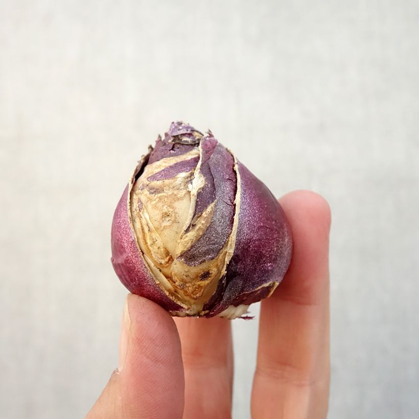 Hyacinthus orientalis Rosette Bulb size 15/16 sample as delivered in autumn
