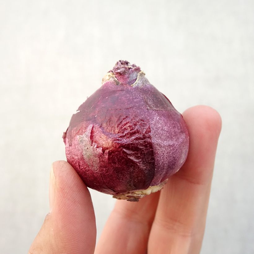 Hyacinthus Twin Pearl - Garden Hyacinth Bulb size 15+ sample as delivered in autumn
