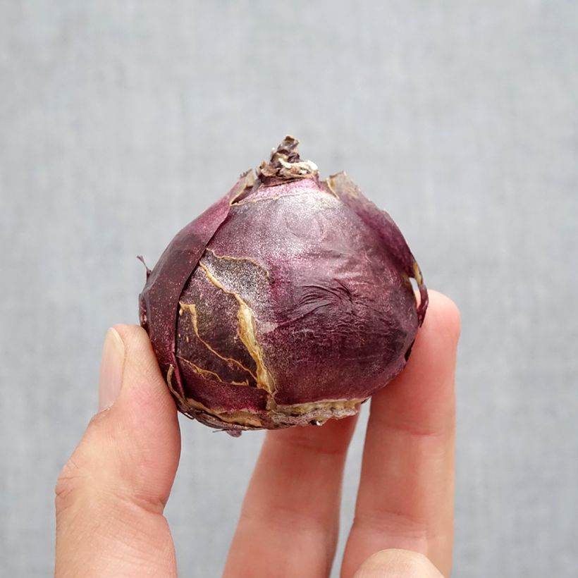 Hyacinthus x orientalis Fondant Bulb size 19+ sample as delivered in autumn