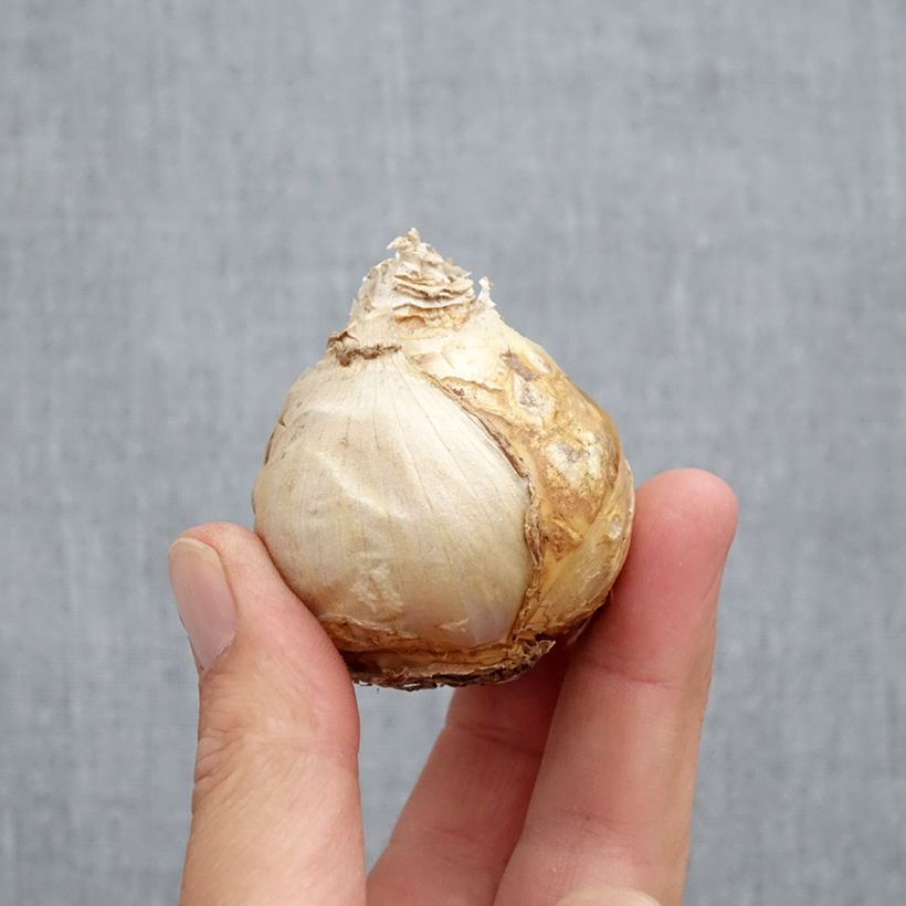 Hyacinthus Jan Bos -Prepared for forcing Bulb size 17+ sample as delivered in autumn