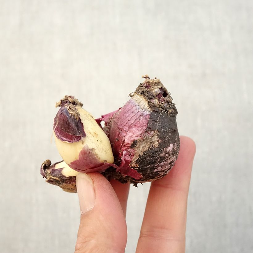 Hyacinthus x orientalis Multiflora Pink Bulb size I sample as delivered in autumn