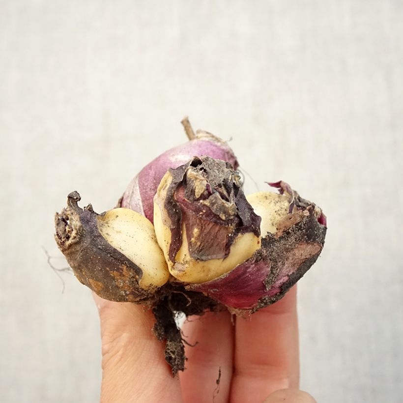 Hyacinthus x orientalis Multiflora Rouge Bulb size I sample as delivered in autumn