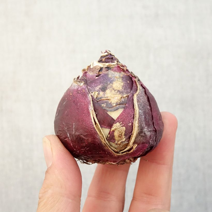 Hyacinthus x orientalis Pink Pearl Bulb size 17+ sample as delivered in autumn