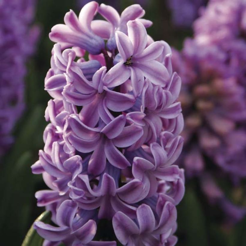 Hyacinthus x orientalis Splendid Cornélia (Flowering)
