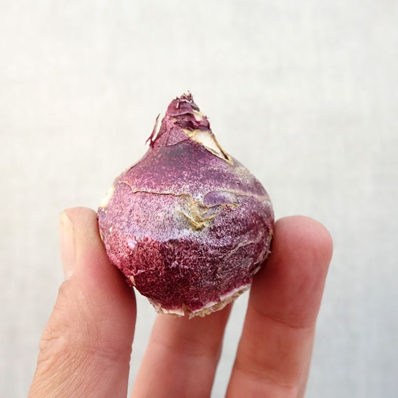 Hyacinthus x orientalis Woodstock Bulb size 18+ sample as delivered in autumn