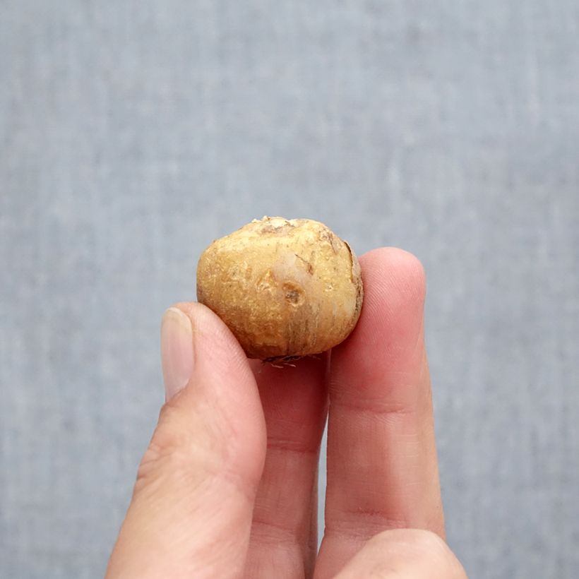 Hyacinthoides hispanica Mix Bulb size 10+ sample as delivered in autumn