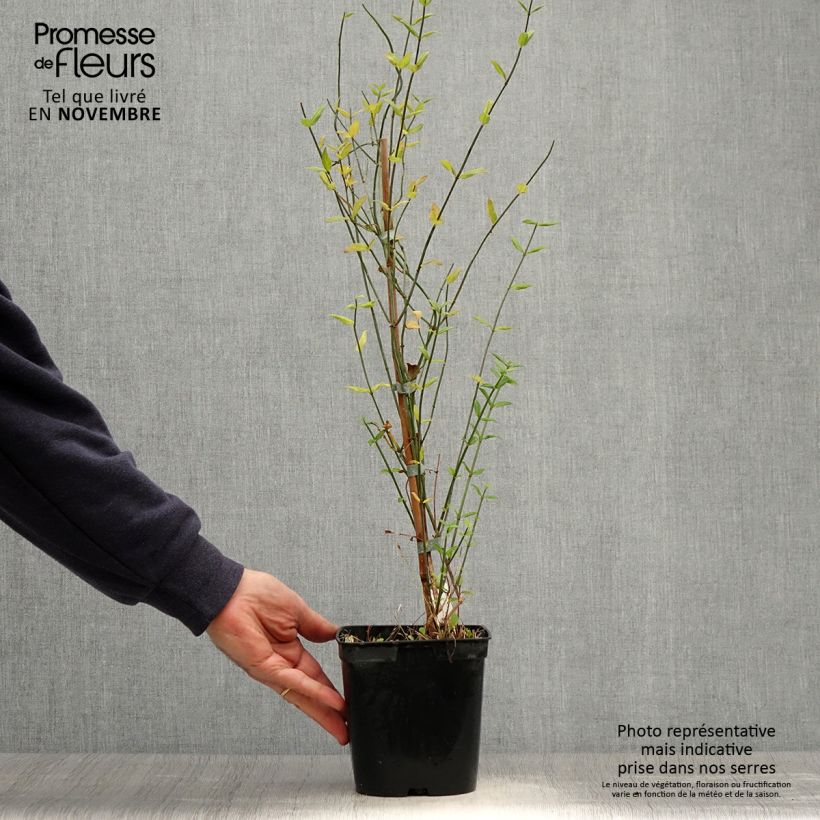 Jasminum beesianum - Red jasmine 2L/3L pot sample as delivered in autumn
