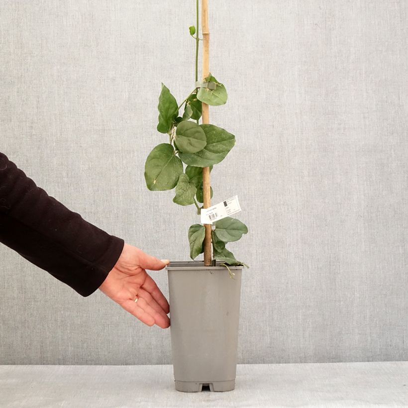 Jasminum sambac - Arabian Jasmine 2L/3L pot sample as delivered in winter