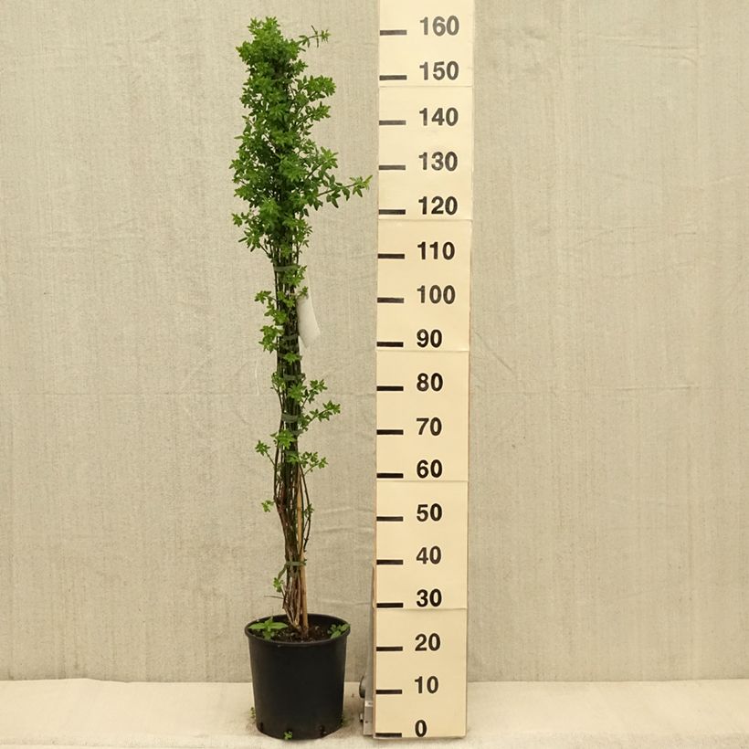 Jasminum nudiflorum - Winter jasmine 7.5L/10L pot sample as delivered in spring