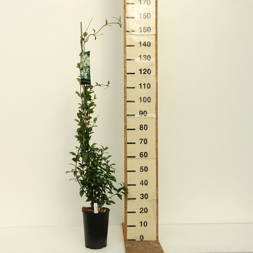Trachelospermum jasminoides - Star Jasmine 4L/5L pot sample as delivered in summer